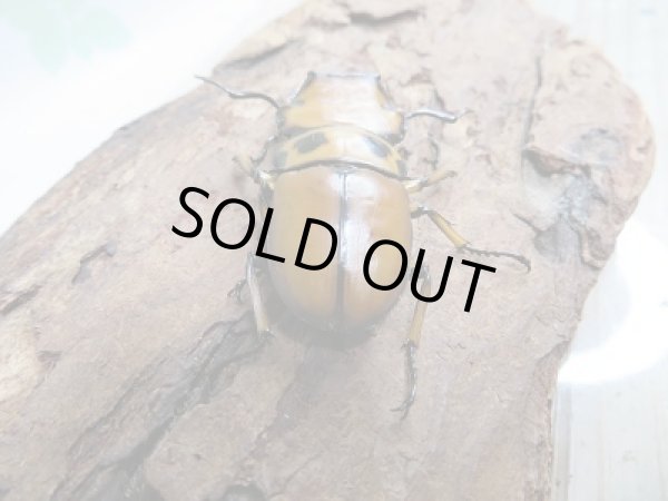 画像3: 新成虫！F6☆コンゴ産☆メンガタメリークワガタ♂46ミリ♀フリー＋♀フリートリオ販売！！ (3)