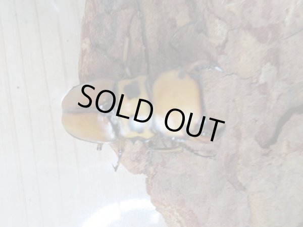 画像2: 新成虫!F6☆コンゴ産☆メンガタメリークワガタ♂-B47ミリ♀フリー+♀フリートリオ販売!! (2)