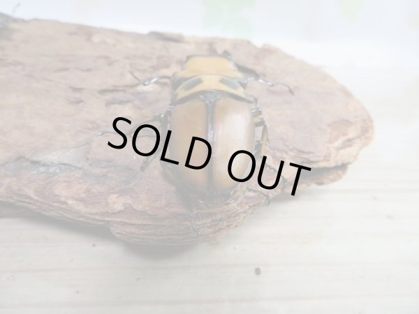 画像3: 新成虫!F6☆コンゴ産☆メンガタメリークワガタ♂-B47ミリ♀フリー+♀フリートリオ販売!! (3)