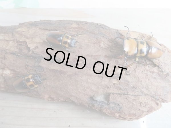 画像4: 新成虫!F6☆コンゴ産☆メンガタメリークワガタ♂-B47ミリ♀フリー+♀フリートリオ販売!! (4)