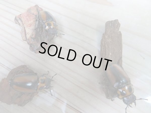 画像2: 新成虫!F6☆コンゴ産☆メンガタメリークワガタ♀フリーサイズ(30ミリ前後)単品販売!! (2)