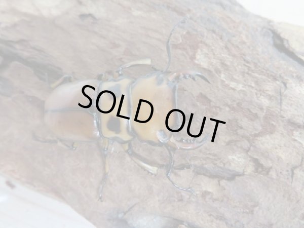 画像2: 新成虫！F6☆コンゴ産☆メンガタメリークワガタ♂46ミリ♀フリー＋♀フリートリオ販売！！ (2)