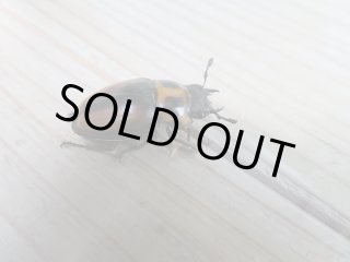 単品・余品セール販売 - 昆虫家