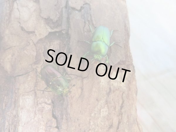 画像2: 新成虫!F3☆インスラリスキンイロクワガタ♂♀フリーサイズ新成虫ペア販売 (2)