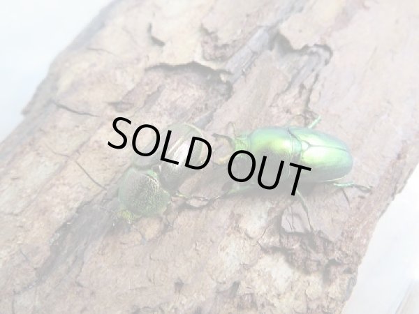 画像3: 新成虫!F3☆インスラリスキンイロクワガタ♂♀フリーサイズ新成虫ペア販売 (3)