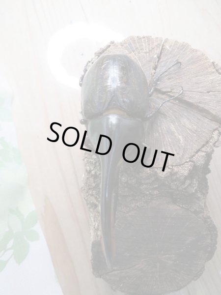 画像2: 特価!!新成虫☆D.H.リッキー♂132ミリ♀70ミリ+♀67ミリ新成虫トリオ販売!! (2)