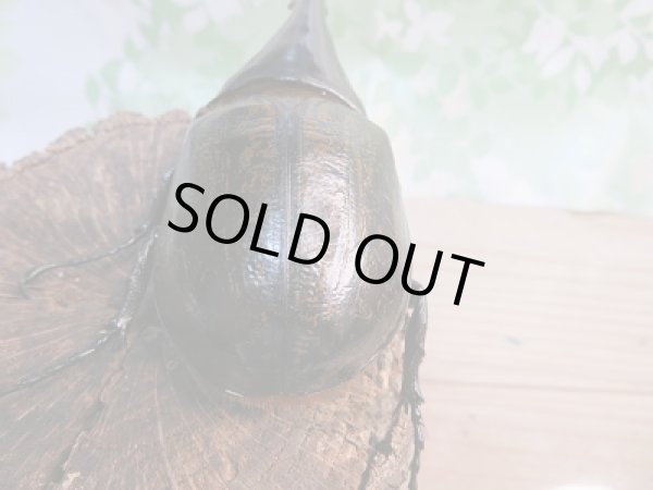 画像3: 特価!!新成虫☆D.H.リッキー♂132ミリ♀70ミリ+♀67ミリ新成虫トリオ販売!! (3)