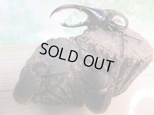 画像4: 特価!!新成虫☆D.H.リッキー♂132ミリ♀70ミリ+♀67ミリ新成虫トリオ販売!! (4)