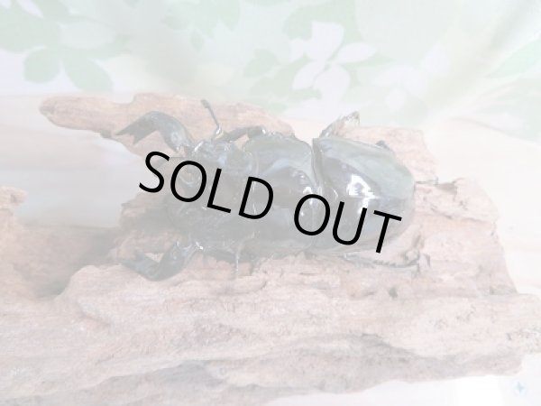 画像2: 新成虫☆タランドゥスオオツヤクワガタ♂76ミリ♀54ミリ(WB)ペア販売!! (2)