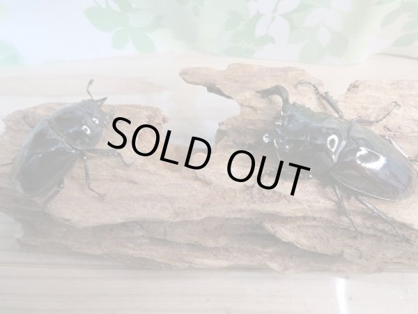 画像5: 新成虫☆タランドゥスオオツヤクワガタ♂68ミリ♀50ミリペア販売!! (5)