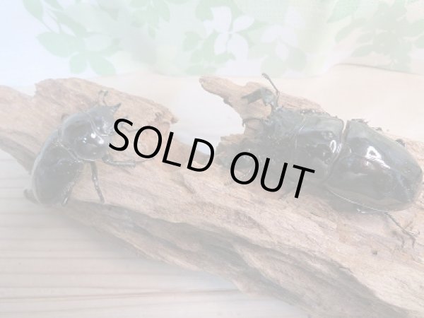 画像5: 新成虫☆タランドゥスオオツヤクワガタ♂76ミリ♀54ミリ(WB)ペア販売!! (5)