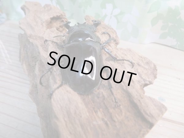 画像3: 新成虫☆タランドゥスオオツヤクワガタ♂68ミリ♀50ミリペア販売!! (3)