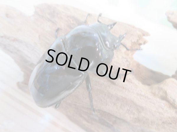 画像4: 新成虫☆タランドゥスオオツヤクワガタ♂76ミリ♀54ミリ(WB)ペア販売!! (4)