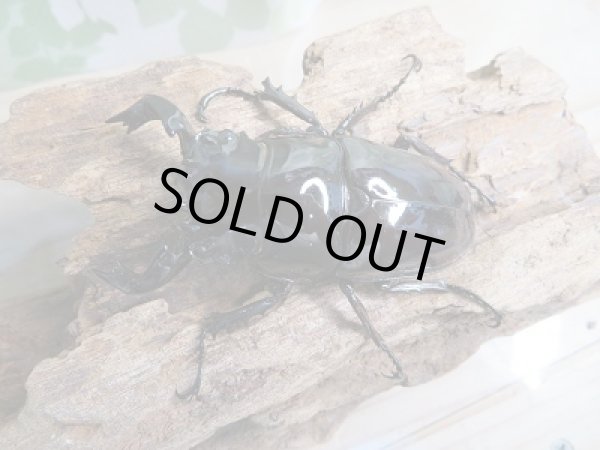 画像2: 新成虫☆タランドゥスオオツヤクワガタ♂68ミリ♀50ミリペア販売!! (2)