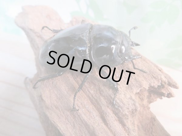 画像4: 新成虫☆タランドゥスオオツヤクワガタ♂68ミリ♀50ミリペア販売!! (4)