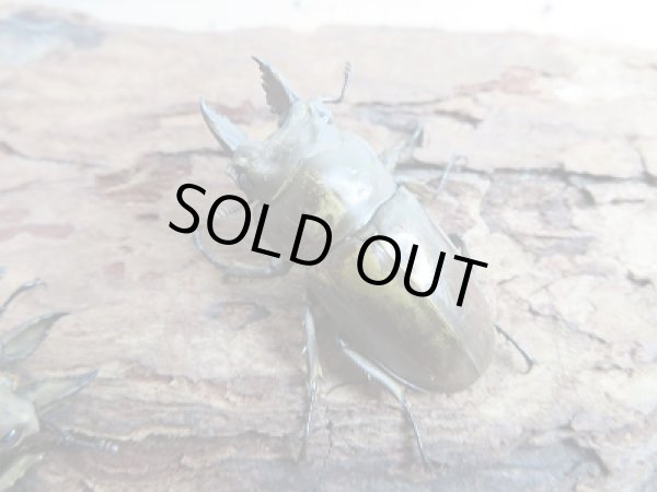 画像3: 新成虫☆F2!モセリオウゴンオニクワガタ♂43ミリ〜44ミリ単品販売!! (3)