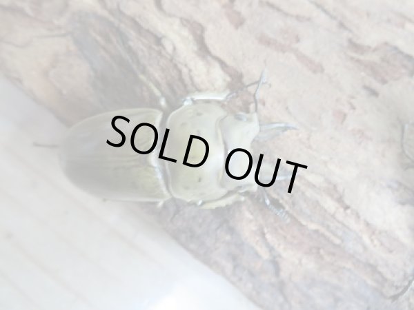 画像2: 新成虫☆F2!モセリオウゴンオニクワガタ♂43ミリ〜44ミリ単品販売!! (2)