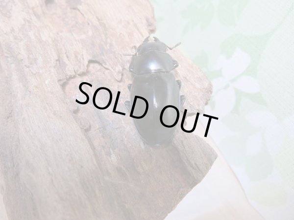 画像3: 即ブリ!!ボーリンフタマタクワガタ(亜種バミノルム)♀36.5ミリ単品販売! (3)