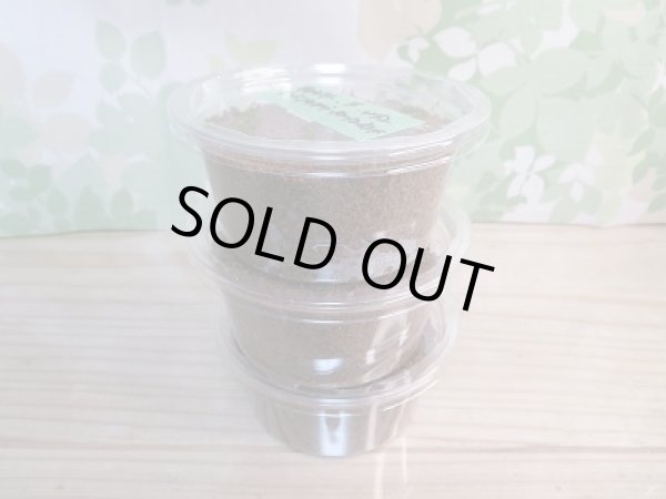 画像2: F2!フォルスター・フォルスターフタマタクワガタ(原名亜種)初二令幼虫3頭☆今だけ+2頭☆計5頭セット販売!! (2)