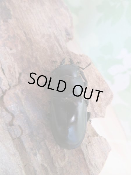 画像2: 即ブリ!!ボーリンフタマタクワガタ(亜種バミノルム)♀36.5ミリ単品販売! (2)