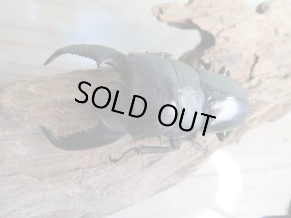 画像2: 新成虫!F1☆アチェ産☆スマトラオオヒラタクワガタペア販売!! (2)