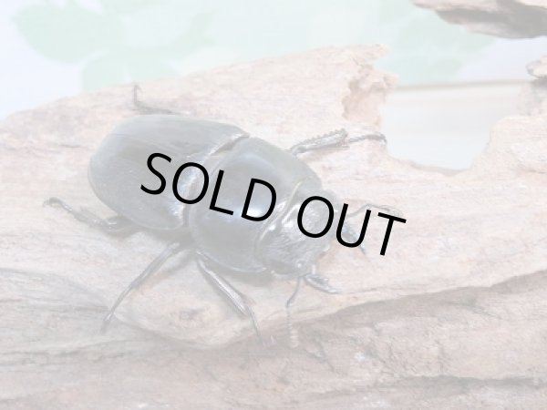 画像4: 新成虫!F1☆アチェ産☆スマトラオオヒラタクワガタペア販売!! (4)