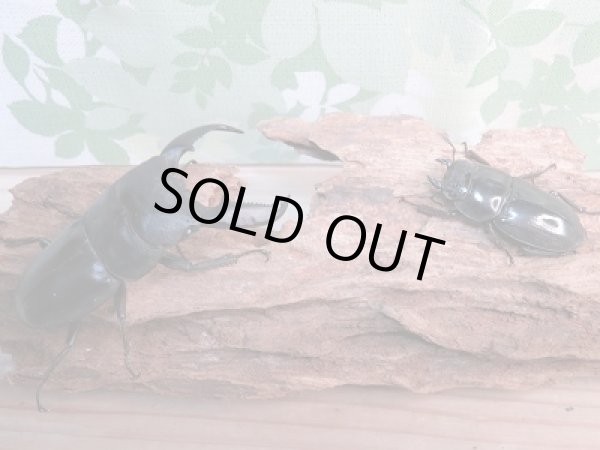 画像5: 新成虫!F1☆アチェ産☆スマトラオオヒラタクワガタペア販売!! (5)