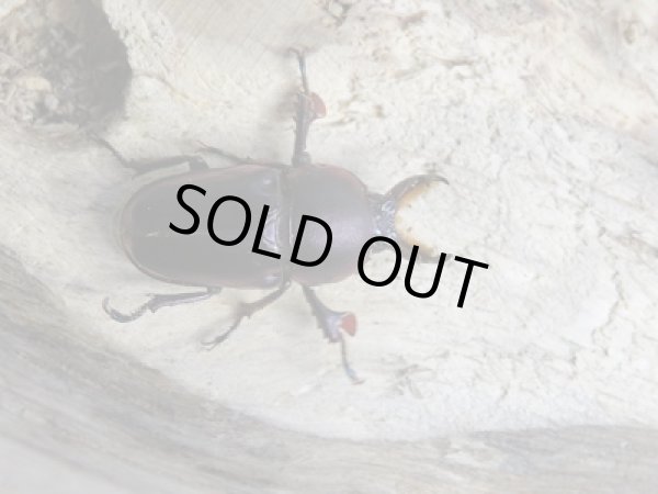 画像3: 新成虫!F3☆タスマニア産☆アウラタキンイロクワガタペア販売!! (3)