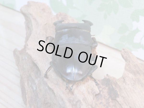 画像3: 新成虫!F1☆アチェ産☆スマトラオオヒラタクワガタペア販売!! (3)