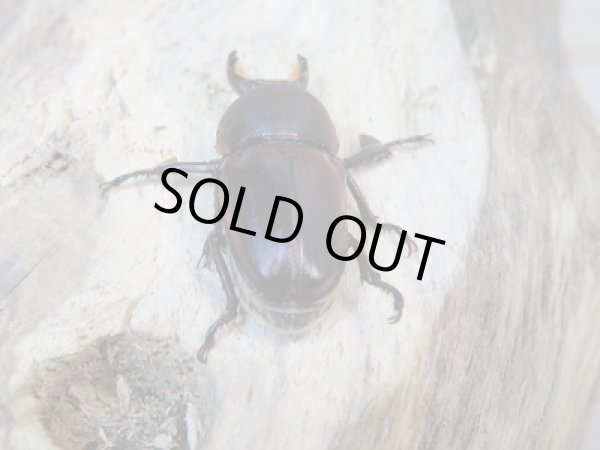 画像4: 新成虫!F3☆タスマニア産☆アウラタキンイロクワガタペア販売!! (4)