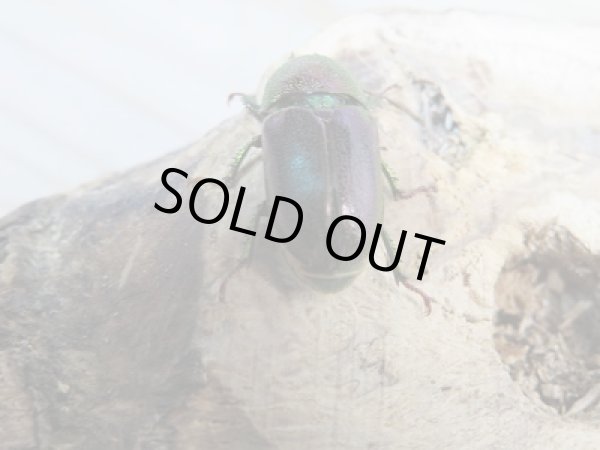 画像3: 新成虫!F3☆インスラリスキンイロクワガタ♂フリーサイズ♀ーA'フリーサイズ新成虫ペア販売 (3)