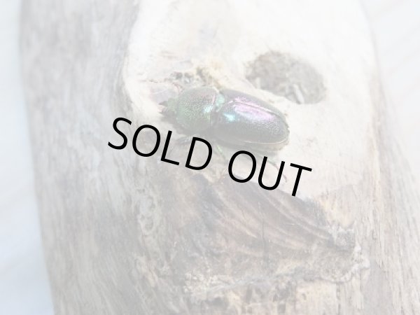 画像2: 新成虫!F3☆インスラリスキンイロクワガタ♂フリーサイズ♀ーA'フリーサイズ新成虫ペア販売 (2)