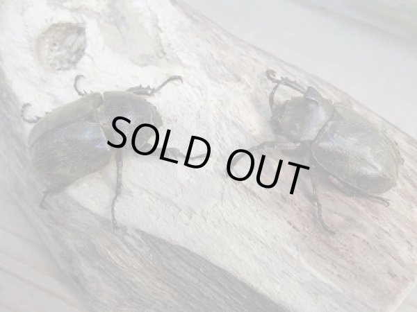 画像3: 新成虫!F2☆サビイロカブトペア販売!! (3)