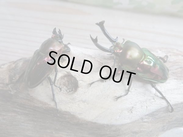 画像4: 新成虫!ニジイロクワガタ特殊カラー レッド血統♂54ミリ♀フリーサイズペア販売!! (4)