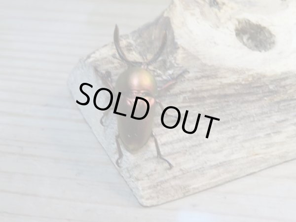 画像2: 新成虫!F3☆パプアキンイロクワガタ(特殊カラーRED)ペア販売!! (2)