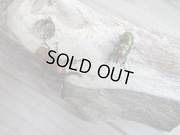 画像3: 新成虫!F3☆パプアキンイロクワガタ(特殊カラーRED)ペア販売!! (3)