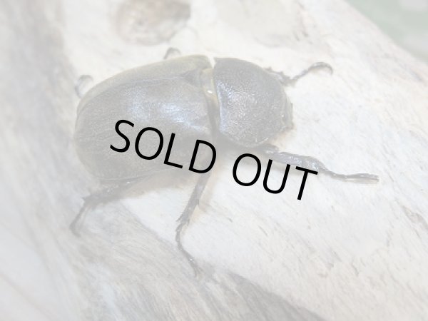 画像2: 新成虫!F2☆サビイロカブトペア販売!! (2)