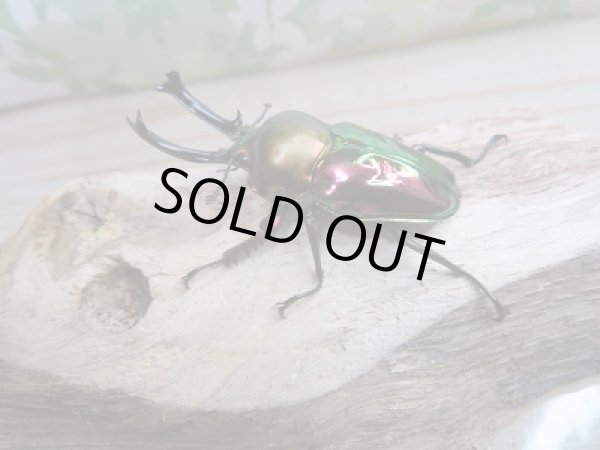 画像1: 新成虫！ニジイロクワガタ特殊カラー　レッド血統♂54ミリ♀フリーサイズペア販売！！ (1)