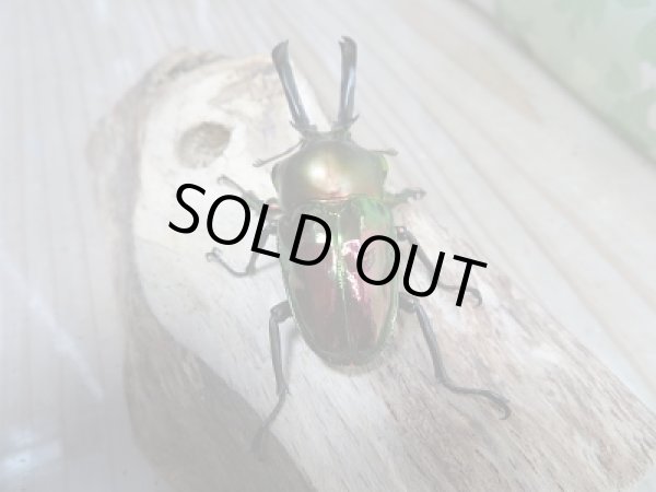 画像3: 新成虫!ニジイロクワガタ特殊カラー レッド血統♂54ミリ♀フリーサイズペア販売!! (3)