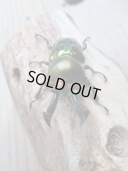 画像2: 新成虫!ニジイロクワガタ特殊カラー レッド血統♂54ミリ♀フリーサイズペア販売!! (2)