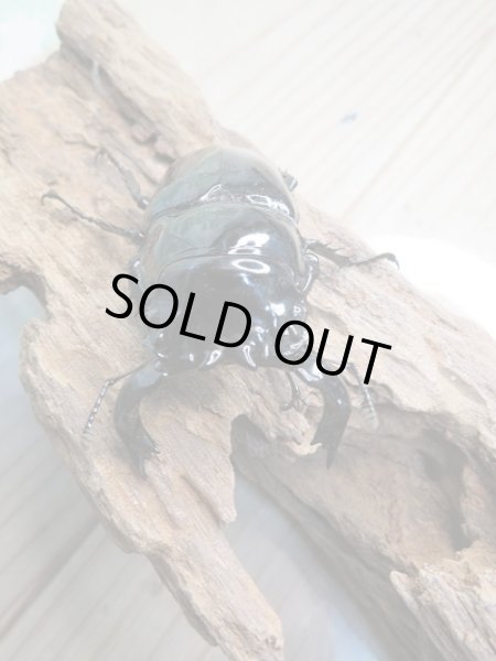 画像2: 新成虫☆タランドゥスオオツヤクワガタ♂70ミリ♀50ミリペア販売!! (2)