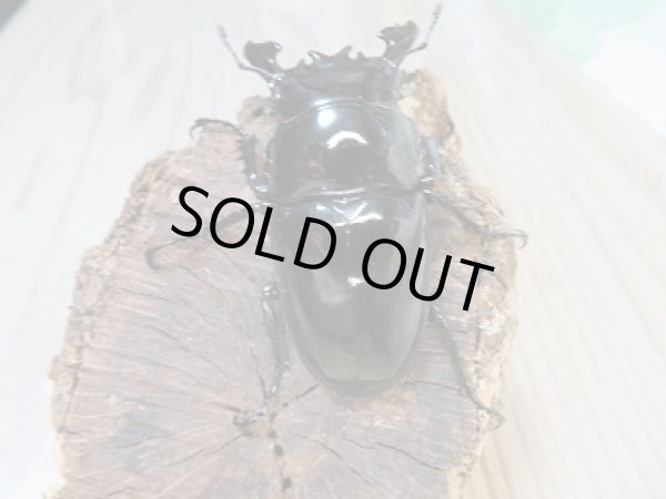 画像3: 新成虫☆タランドゥスオオツヤクワガタ♂66ミリ♀49ミリペア販売!! (3)