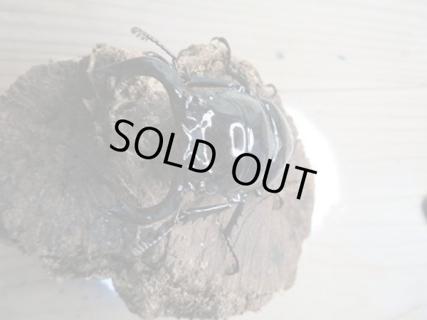 画像2: 新成虫☆タランドゥスオオツヤクワガタ♂66ミリ♀49ミリペア販売!! (2)