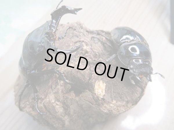 画像4: 新成虫☆タランドゥスオオツヤクワガタ♂66ミリ♀49ミリペア販売!! (4)