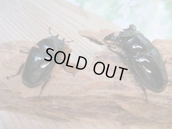 画像4: 新成虫☆タランドゥスオオツヤクワガタ♂70ミリ♀50ミリペア販売!! (4)