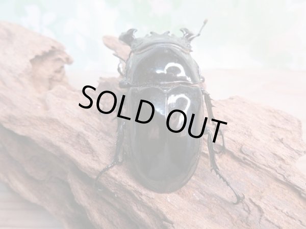 画像3: 新成虫☆タランドゥスオオツヤクワガタ♂70ミリ♀50ミリペア販売!! (3)