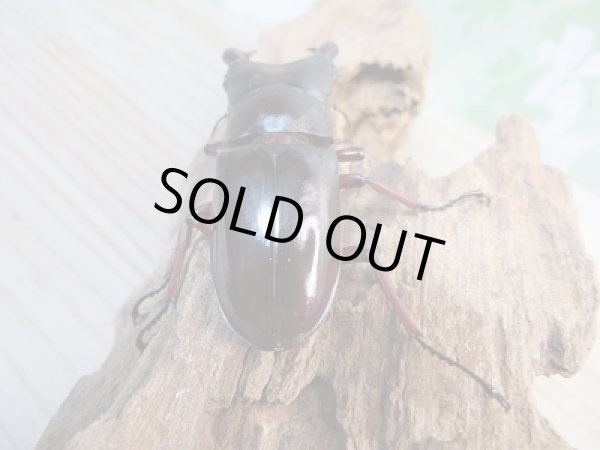 画像3: 新成虫!F1☆メルキオリティスフタマタクワガタ♂74ミリ単品販売!! (3)