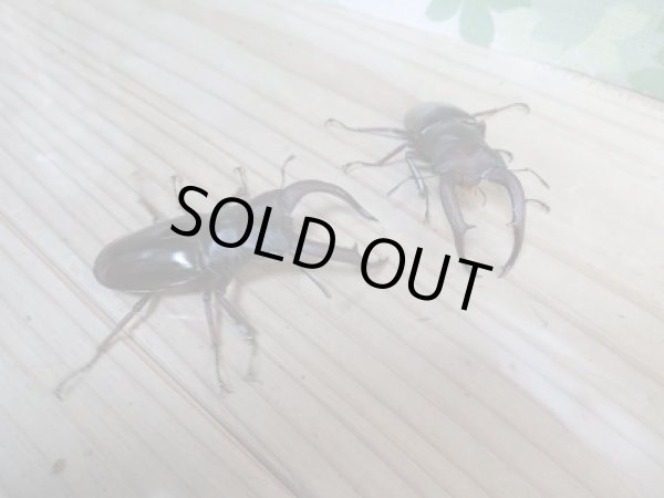 画像4: 新成虫!F1☆メルキオリティスフタマタクワガタ♂74ミリ単品販売!! (4)