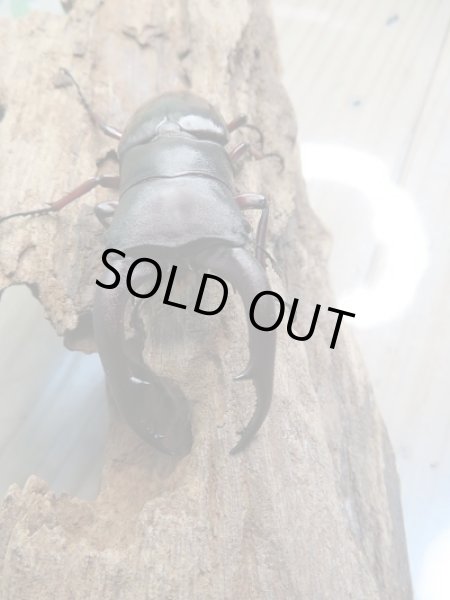 画像2: 新成虫!F1☆メルキオリティスフタマタクワガタ♂74ミリ単品販売!! (2)