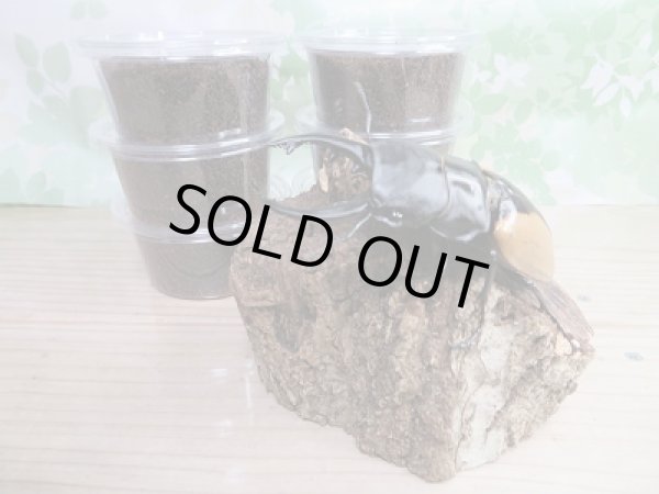 画像2: ☆F2☆ブルマイスターツヤクワガタ初二令幼虫3頭セット販売!! (2)
